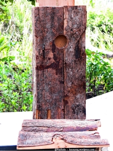 woodpecker bird nest